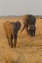 148 Okavango Delta, olifanten